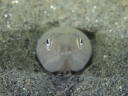 静岡県浜名湖ダイナンウミヘビ水中写真
